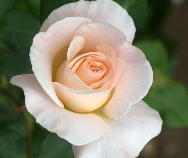 عکس های گل مذهبی