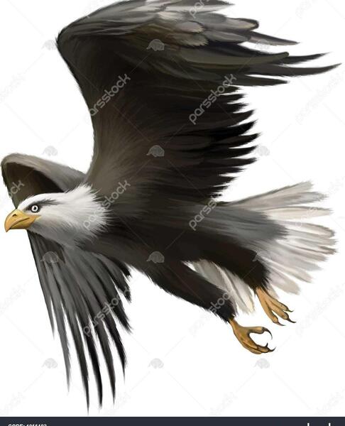 عکس تصویر زمینه عقاب سر سفید