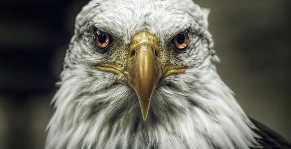 عکس تصویر زمینه عقاب سر سفید