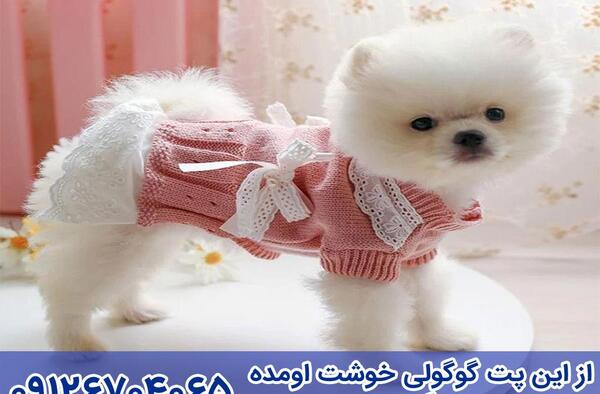عکس لباس سگ پامرانین