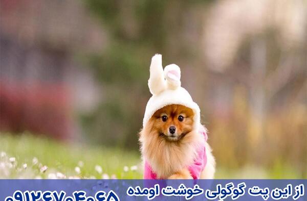 عکس لباس سگ پامرانین