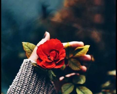 عکس پروفایل گل روی کتاب