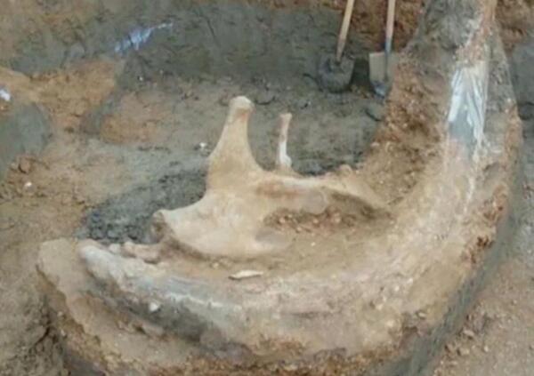 عکس فسیل ماموت داخل یخچال های طبیعی