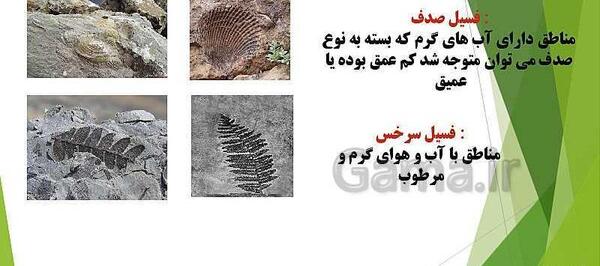 عکس فسیل در سنگ رسوبی