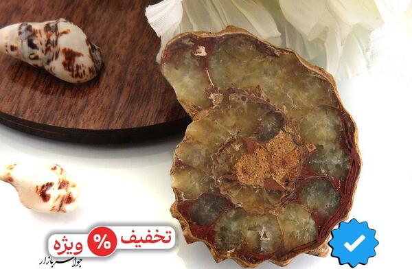 عکس فسیل مرجان دریایی