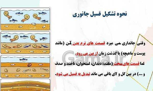 عکس مراحل تشکیل فسیل