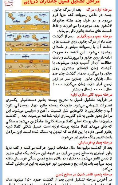عکس مراحل تشکیل فسیل