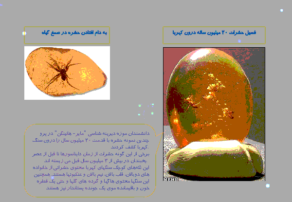 عکس های فسیل جانداران
