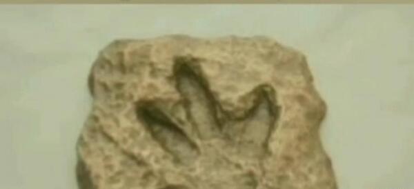 عکس از فسیل جانداران مختلف