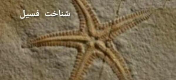 عکس از فسیل جانداران مختلف