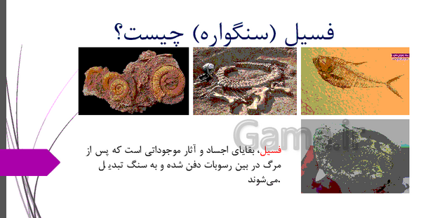 عکس فسیل برای کلاس پنجم