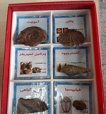 عکس فسیل برای کلاس پنجم