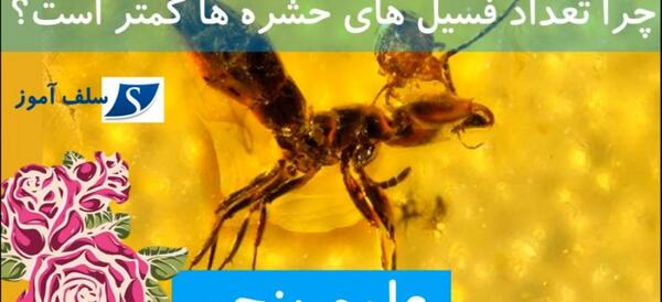 عکس از فسیل حشرات