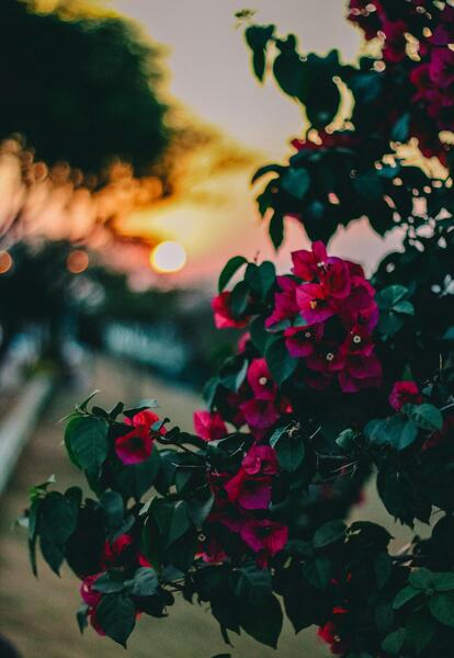 عکس تصویر زمینه والپیپر گل
