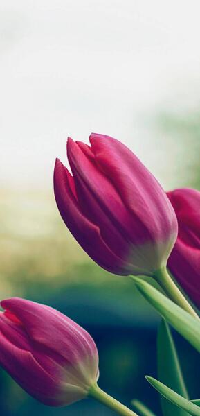 عکس تصویر زمینه والپیپر گل