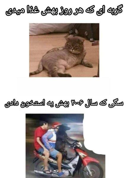 عکس میم های گربه