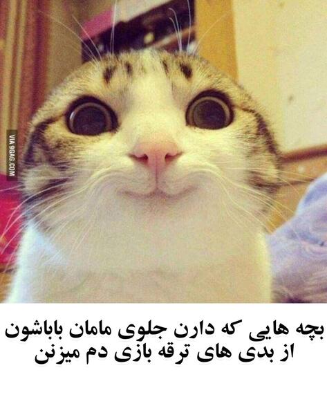 عکس میم های گربه