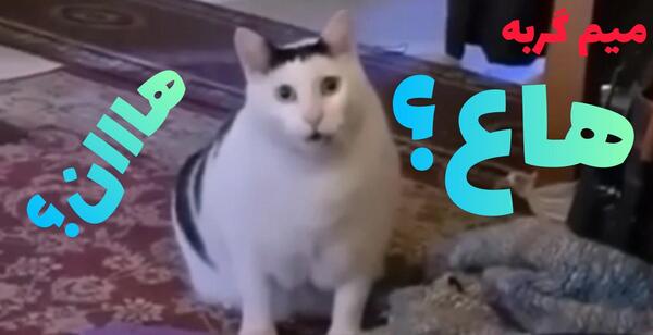 عکس میم های گربه
