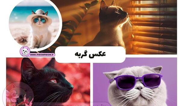 عکس تصویر زمینه کیوت گربه