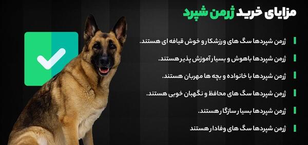 عکس تصویر زمینه سگ ژرمن شپرد