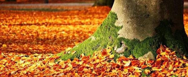عکس تصویر زمینه پاییزی فول اچ دی