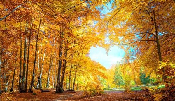 عکس تصویر زمینه پاییزی عاشقانه