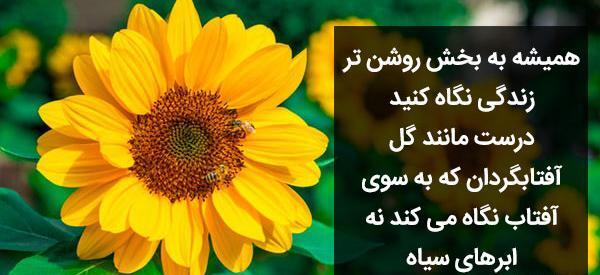 جملات زيبا عکس نوشته گل آفتابگردان