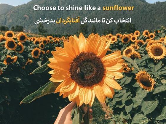 پروفایل جملات زيبا عکس نوشته گل آفتابگردان