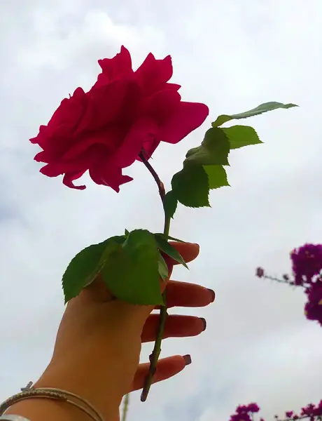 عکس پروفایل گل زیبا دخترانه