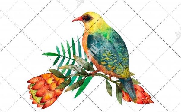 عکس نقاشی کودکانه طوطی در حال پرواز