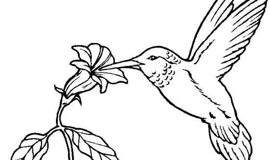 عکس نقاشی کودکانه طوطی در حال پرواز