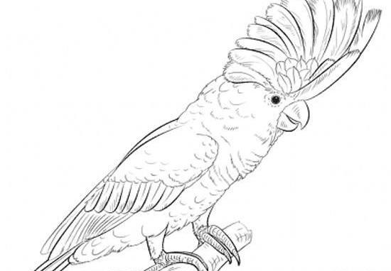 عکس نقاشی کودکانه عروس هلندی