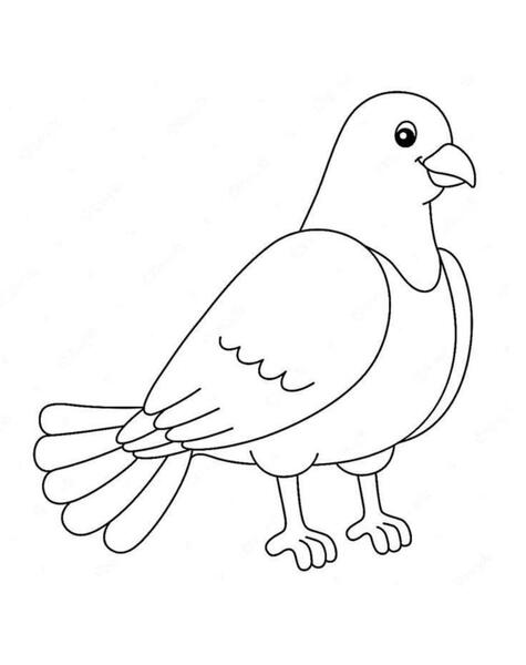 عکس نقاشی کودکانه کبوتر نامه رسان