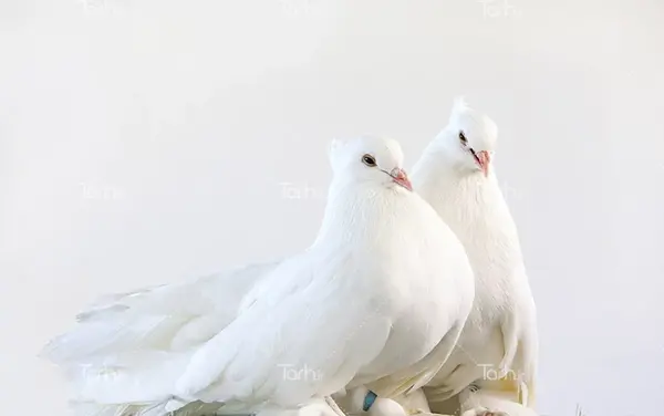عکس نقاشی کودکانه کبوتر حرم