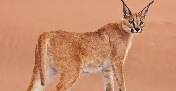 عکس نقاشی کودکانه گربه وحشی