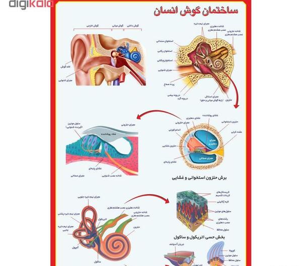 عکس نقاشی کودکانه گوش انسان