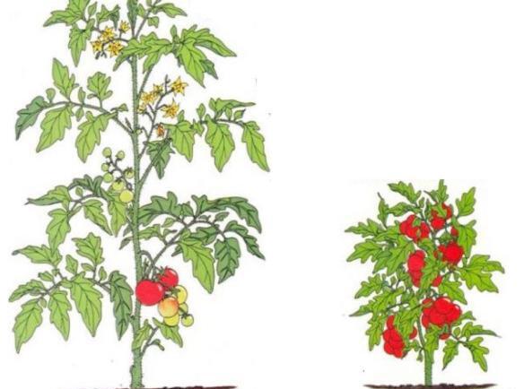 عکس نقاشی کودکانه مراحل رشد گوجه فرنگی