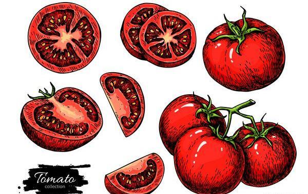عکس نقاشی برش گوجه فرنگی کودکانه