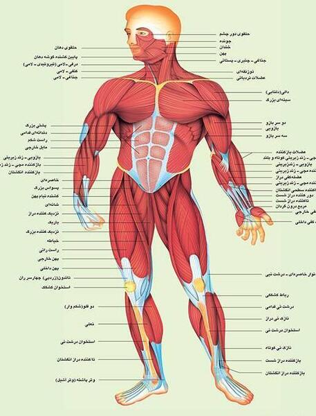 عکس نقاشی کودکانه ماهیچه