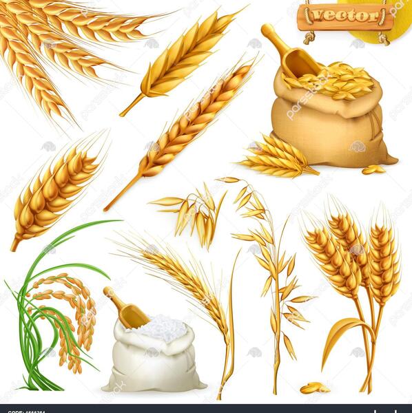 عکس نقاشی کودکانه نان و گندم