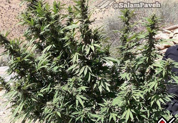 عکس ماری جوانا برای پس زمینه
