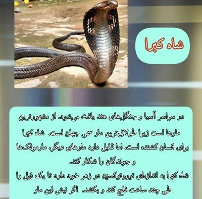 عکس مار ترسناک کبرا