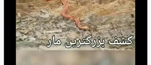 عکس مار اژدها در ایران