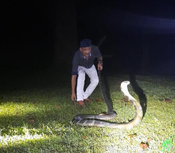 عکس مار کبرا بنفش