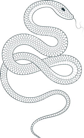 عکس مار بچه گانه