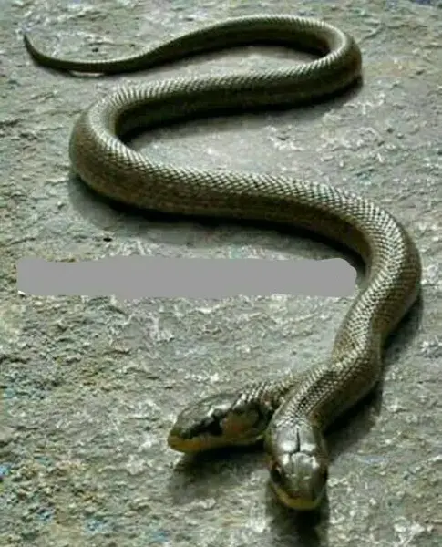 عکس مار دو سر شاخدار