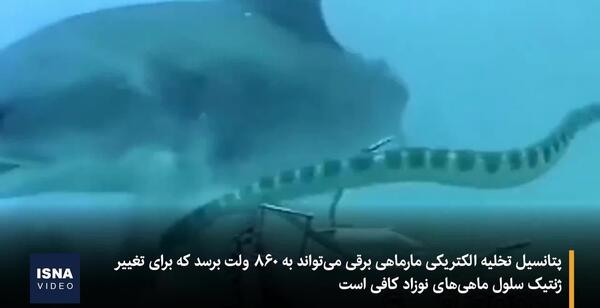 عکس مار دریایی برقی