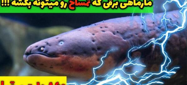 عکس مار دریایی برقی