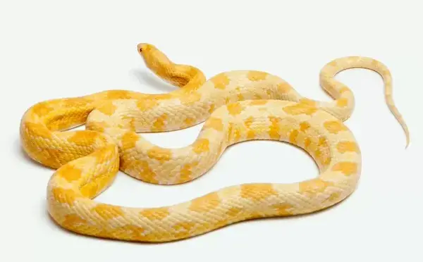 عکس مار ذرت بچه