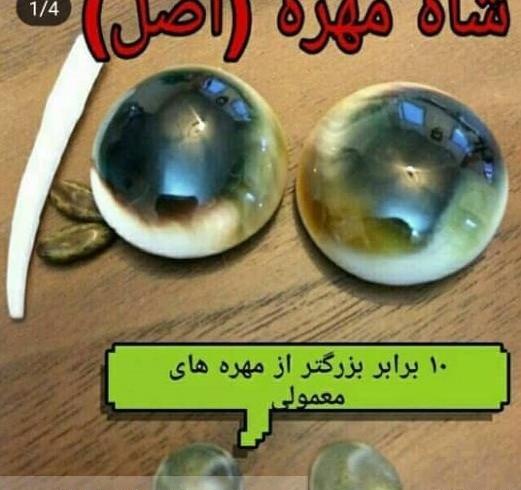 عکس مهره مار زنگی